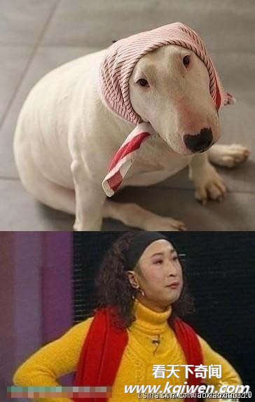 盘点明星与动物也尴尬撞脸 长得也忒像啦(组图)